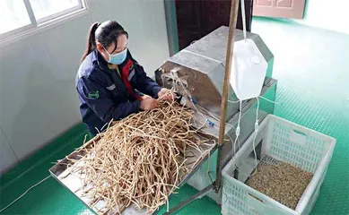 道地“脱贫药”1
