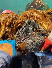 查看鲍鱼，险被麻绳拽入海