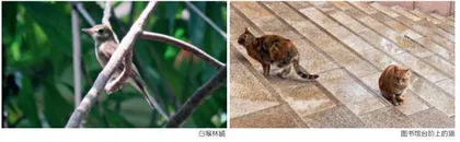 救助猫 害了鸟2