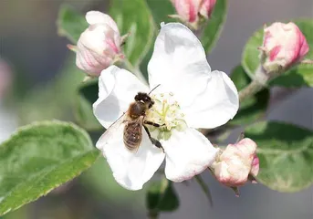 对昆虫不了解,问我3