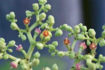 《诗经》植物在身边1