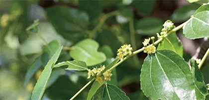《诗经》植物在身边2