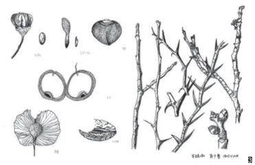 科学描绘草木毓秀1