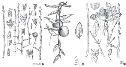 科学描绘草木毓秀3