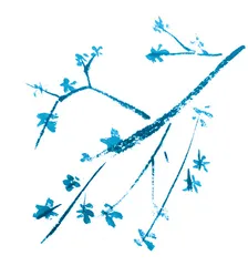 思如絮