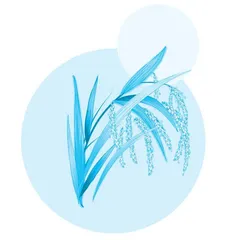 水稻里的“弱者”与“强者”
