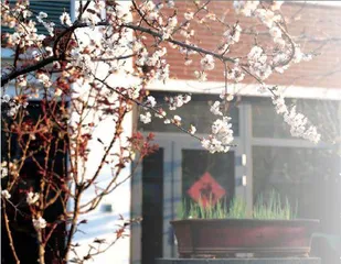 春天的花园