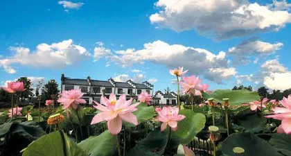 走进西埂莲乡