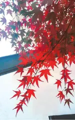 窗外的枫树