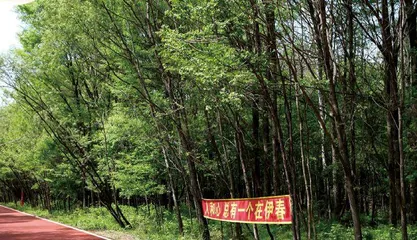人和心，总有一个在伊春