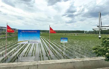 建三江:广袤田野“青”图景2