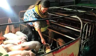 肖芳:做一个快乐的“养猪女孩”2