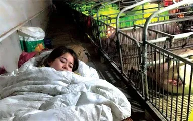 肖芳:做一个快乐的“养猪女孩”5