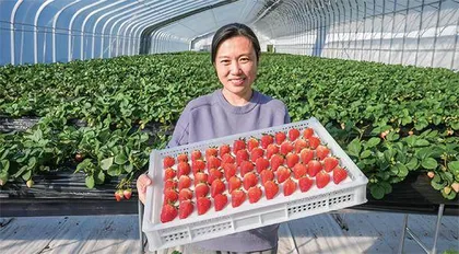 她种草莓，一亩地年产值可达40万元