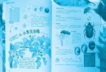 博物插画师李聪颖:用画笔揭示自然奥秘,传播博物之美2