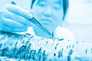 博士王爽:守护北京颐和园的“捉虫人”2