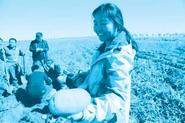 马铃薯首席专家金黎平:一辈子专心把土豆变成“金豆”1