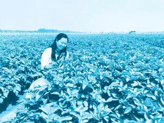 马铃薯首席专家金黎平:一辈子专心把土豆变成“金豆”2