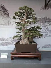苏派盆景,缠绕时光1