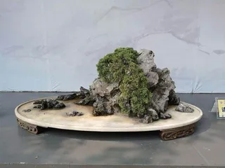 苏派盆景,缠绕时光2