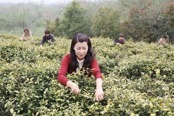 满山茶香，变“废叶”为“金叶”