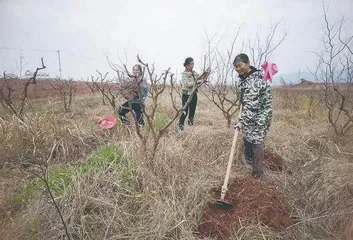 枣园三姐妹的美丽约定