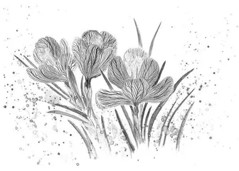 鸢尾草和石阶