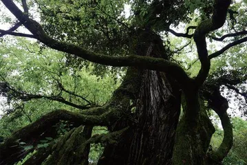 古堰“巴比松”4