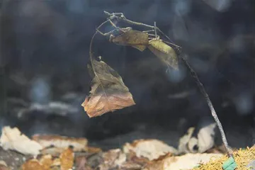 穿花蛱蝶深深见,点水蜻蜓款款飞5