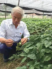 一往情“参”,带乡亲创百亿产业1
