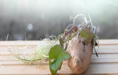食物发芽了　还能吃吗