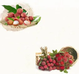 荔枝虽味美　贪多易“中毒”　