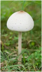 六月梅雨季防湿防毒蕈1