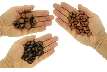 油脂坚果味道香 调羹手抓控制量(六)4