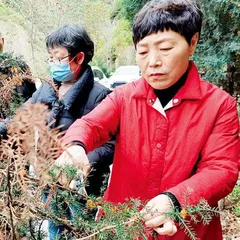 张雪杰:从妇科医生到“森林医生”1