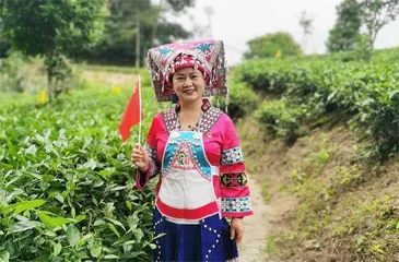 金玉琴:香榧树下好乘凉2