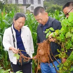马铃薯专家金黎平：把土豆变成“金豆”