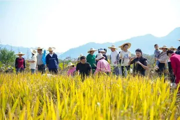 安徽黄山:茶墨水乡成功举办生态稻米文化节1