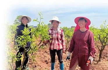 从抱团创业到养老:脆枣树下她们的故事很精彩1