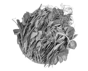 豌豆尖，冬日鲜