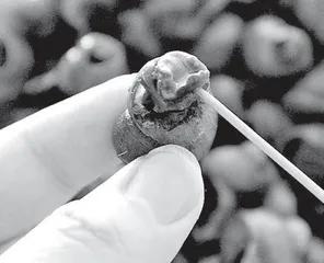 又到一年吃螺季