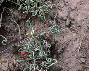 植物界的“蛇”影迷踪3