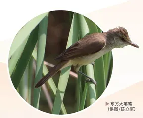 古今同眸:人类眼中永恒的鸟影3