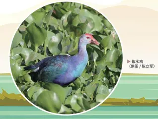 古今同眸:人类眼中永恒的鸟影4