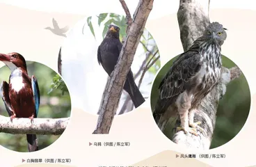 古今同眸:人类眼中永恒的鸟影5