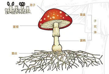 走!去看青藏高原上的奇妙蘑菇2