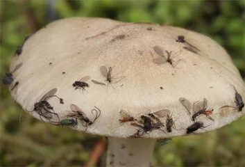 走!去看青藏高原上的奇妙蘑菇3