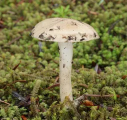 走!去看青藏高原上的奇妙蘑菇4