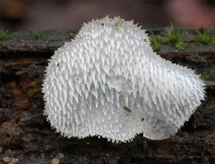 走!去看青藏高原上的奇妙蘑菇7