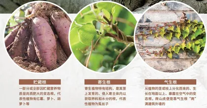 不只深埋泥土